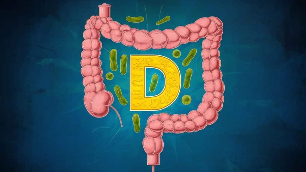 Vitaliserfr Le Lien Méconnu Entre la Santé Intestinale et la Vitamine D